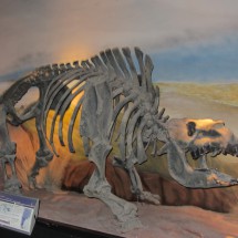 2.5 million years old Rhino or Hippo